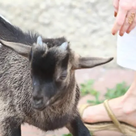 Gospodarstwo agroturystyczne Le Caldane Colà